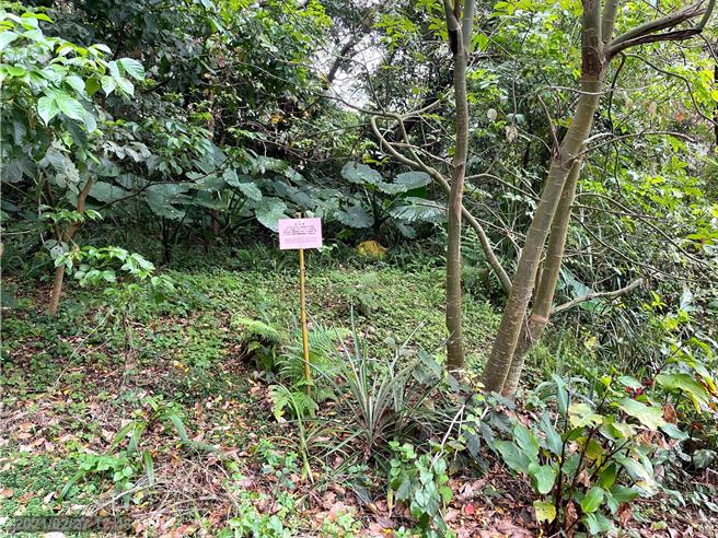 新北市三峡区插角农民自救会与地方戴姓青农为一块约1300坪的国产署所有地租赁权互杠。（戴姓青农提供）