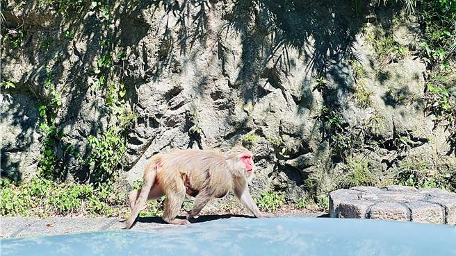 台湾猕猴为「指定禁止饲养或输入动物」，台东县政府呼吁民眾切勿侵扰、饲养及繁殖猕猴，违者最高可处25万元罚锾。（萧嘉蕙摄）