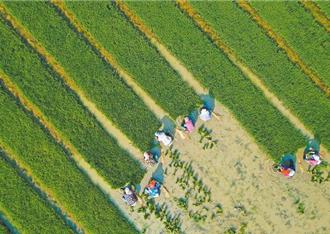 陸中央農村工作會議落幕 習近平指示2025「三農」工作