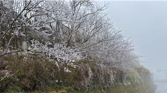 影》走進夢幻白色森林！宜蘭太平山迎入冬首場霧淞美景