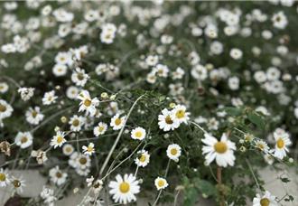 受胁植物蓬莱油菊成功復育 台中白冷国小校园盛开成亮点