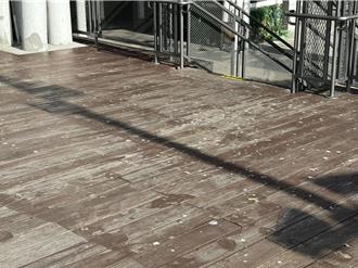 影》基隆轉運站陷「鳥屎危機」 通勤族崩潰：天天驚險空襲