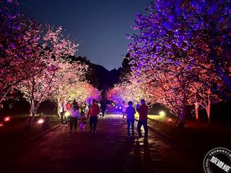 九族櫻花祭天天無限次入園 早鳥票開賣1人現省200元