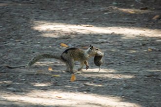時代變了？ 加州松鼠換口味 不吃堅果改吃肉