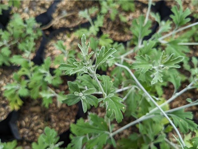 蓬莱油菊的羽状裂叶及嫩茎有银白色细毛，叶片有微微芳香，是辨识的特徵之一。（台中分署提供／李京升台中传真）