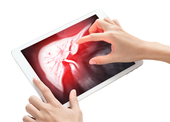 中方科學團隊發現，肝臟產生的石膽酸（LCA）減緩衰老。（圖:shutterstock/達志）