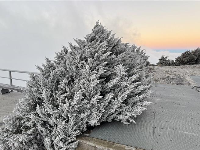 霧淞和雨淞讓玉山換上銀白新裝，出現樹冰美景。（玉山國家公園提供／楊靜茹南投傳真）