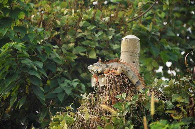 屏东县政府将于30日举办「绿鬣蜥移除教育训练课程」，预计开放150名受训名额，有兴趣的民眾可于23日下午5时起在县府或农业处官网报名。（屏县府提供／谢佳潾屏东传真）