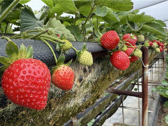 台一線省道善化段的草莓園已經開放採果。（寶智華攝）