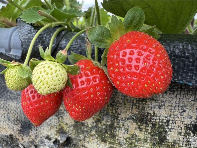 今年草莓產量銳減，價格因而水漲船高。（寶智華攝）