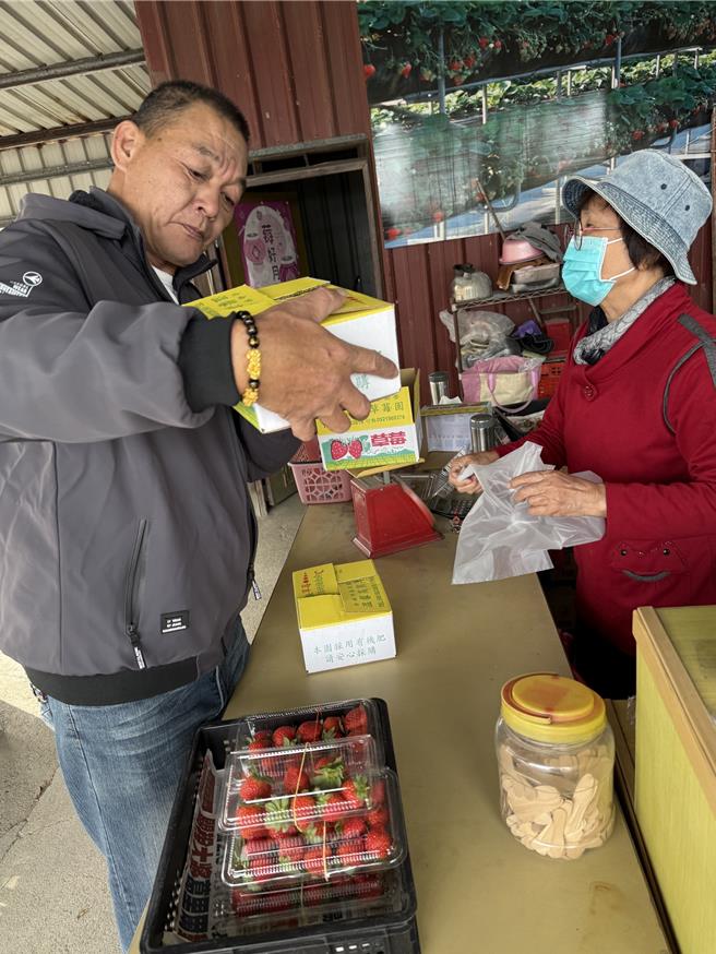 遊客爭相到草莓園採果嘗鮮。（寶智華攝）