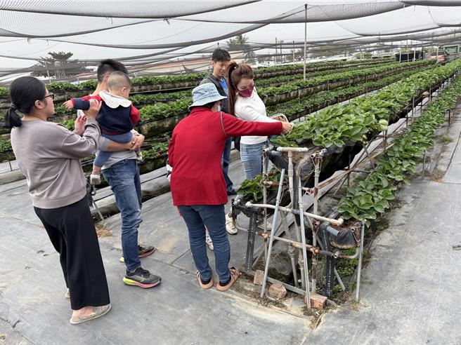 善化區草莓園開始開放採果，吸引許多民眾前往。（寶智華攝）