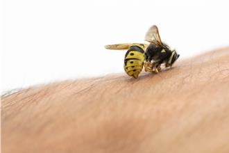 小蜜蜂救一命！6旬翁遭蜂螫 發現心肌梗塞解危機