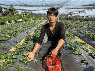 草莓园里结连理！夫妻返乡圆梦 打造幸福草莓王国