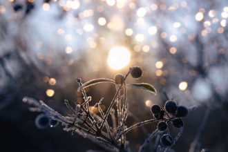 「冬至」開運養生！4生肖吃1物最補