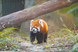 台北 拚小貓熊交流 動物園急需園長