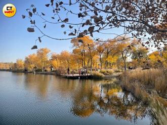 金秋找尋喀什葛爾胡楊　沙漠深處74歲木卡姆傳人十年前來台「看過海」