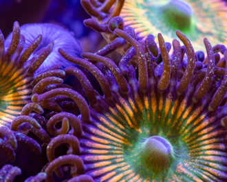 澳洲海灘驚見「黑手指交纏」 專家：恐有劇毒