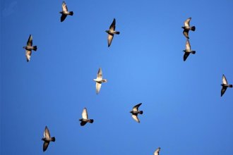 中選會駁回海上賽鴿公投 動保團體怒批「冷血委員」