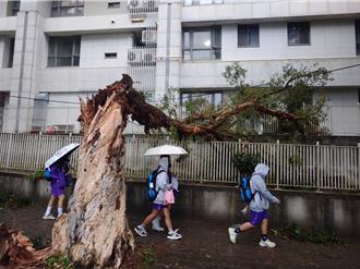 新北25棵珍貴樹木遭康芮摧折難救回 全數移除
