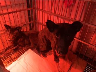 氣溫驟降守護毛寶貝！新北動物之家啟動「3招防寒機制」