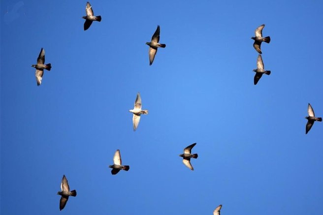 「台湾鸟类救援协会」与「台湾动物保护行政监督联盟」动保团体发起反海上赛鸽公投遭驳回。（报系资料照）