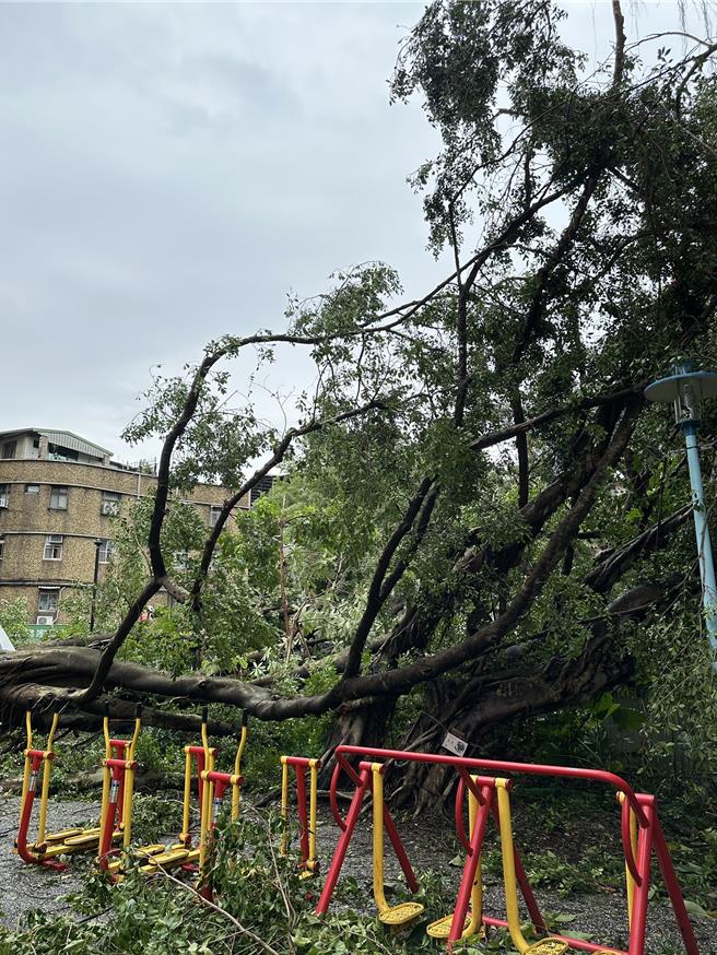 中和珍贵树木榕树，编号338，因康芮颱风倾倒于公园设施物旁。（新北市景观处提供）