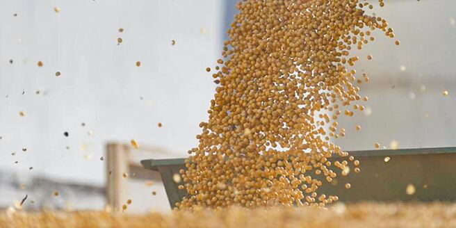 擔心川普上任後關稅威脅逼近，中國儲備糧管理集團本周向美國採購約50萬公噸大豆。圖／新華社