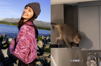 袁艾菲千萬住宅遭巨猴闖入！ 愛貓險被攻擊她嚇壞 驚恐畫面曝光