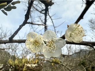 冷鋒過境楠西梅嶺早花綻放 預計一月迎來花海盛況