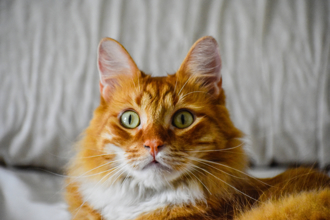 印度人妻狀告丈夫「虐待」 法官讀起訴書卻見事主是「牠」大崩潰