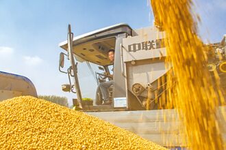 關稅倒數 陸搶購美125萬噸大豆