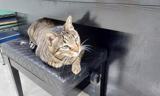 农业部动保司副司长陈中兴表示，饲主可以选择是否要在登记的同时施打疫苗，也可透过非兽医院的宠物登记站做饲主登记，不会要求二合一。(本报资料照片)