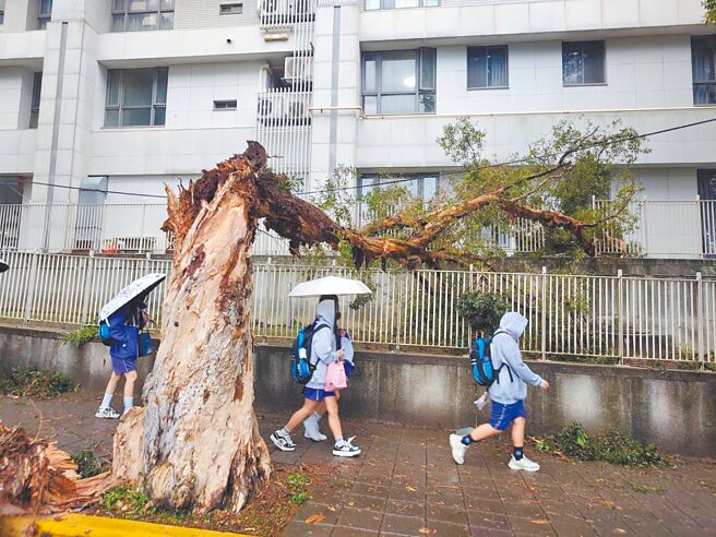林口區珍貴樹木白千層，編號730，因康芮颱風主幹折斷，影響學生通行路線，現已被移除。（新北市景觀處提供／王揚傑新北傳真）