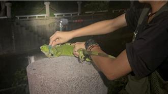 綠鬣蜥氾濫 高雄26日開放捕訓班 抓1隻獎勵最高250元