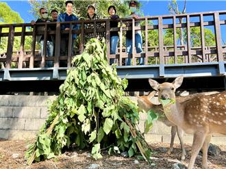 壽山動物園瘋耶誕！梅花鹿爽吃特製大餐 紅毛猩猩喜收小禮物