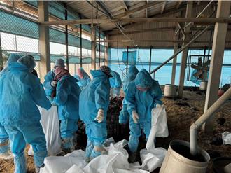 雲林入冬爆首例禽流感 逾5000隻黑羽土雞遭撲殺