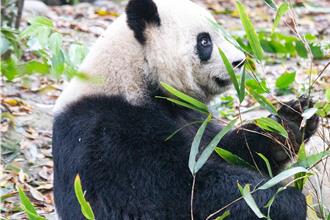 馬英九出訪大陸 擬爭取新生代熊貓到台灣