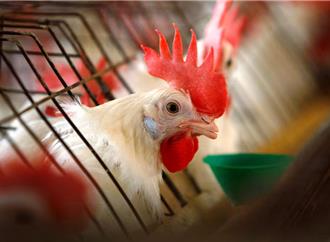 禽流感重創美國畜牧業 蛋價年內飆升