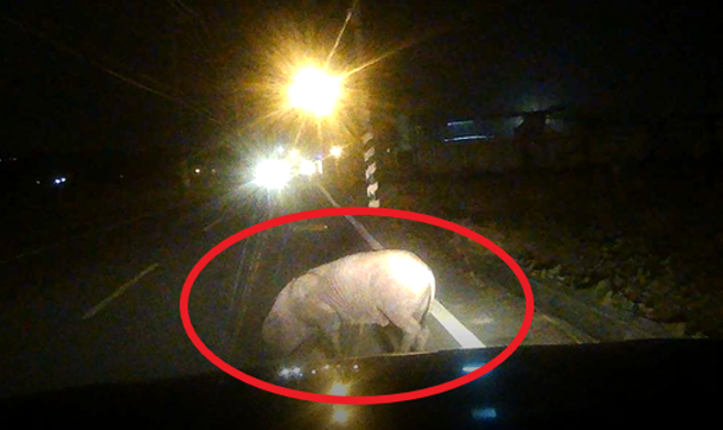 大黑猪脱逃后奔跑逛大街，遭警方与眾人合力驱赶回猪舍。（翻摄画面）