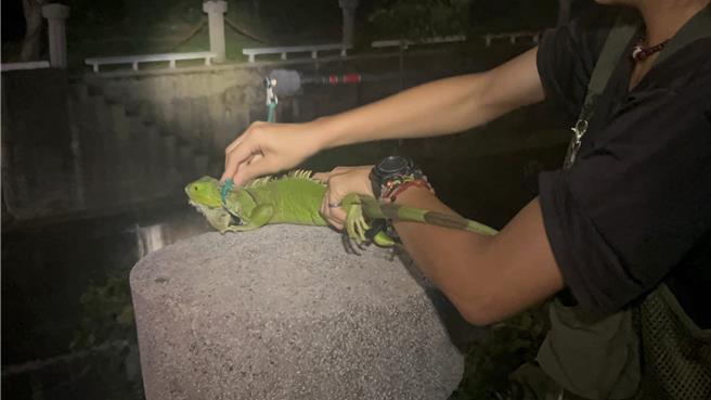 由于绿鬣蜥（见图）愈来愈多，高雄市农业局将招收绿鬣蜥捕捉训练课程，并于12月26日上午9时起开放网路报名，欢迎年满18岁设籍高市的民眾报名参加。（高雄市农业局提供／林瑞益高雄传真）