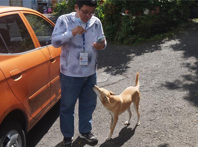 新北市進行遊蕩犬調查，對每隻遊蕩犬進行拍照定位列冊。（新北市動保處提供）
