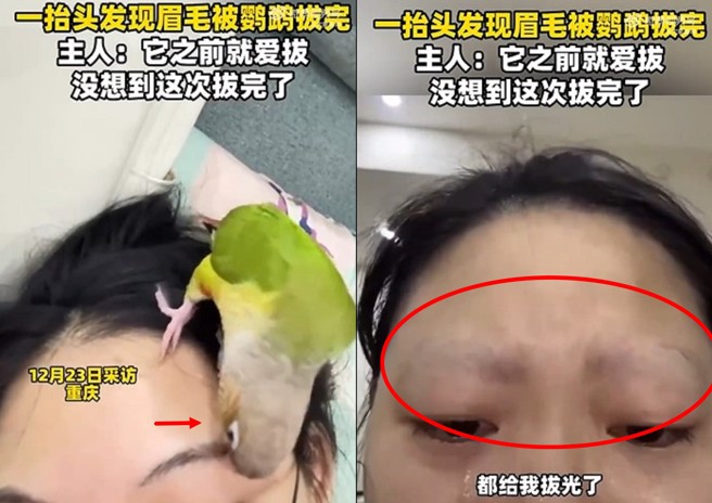 大陆一名女子养的宠物鹦鹉，竟把女主人的眉毛全部拔光。（图／翻摄微博）