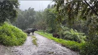 擎天崗流浪牛成惡鄰！破壞農作物 里民怒：誰來負責？