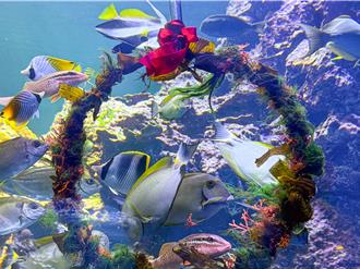 屏東海生館仙后水母飄逸如雪花 魚群搶食水下耶誕花圈