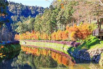 冷氣團催紅奧萬大楓葉 杉林溪落羽松觀賞期只到12月底