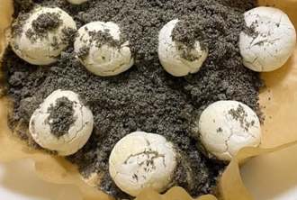 她炸湯圓自嘲「吐沙比蛤蜊乾淨」 網笑翻：超像海龜產卵