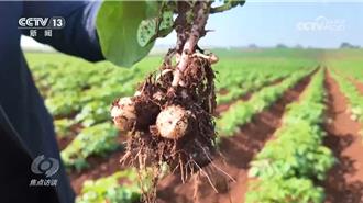 北薯南種打通南北產業鏈助力雙豐收 完整產業鏈條形成  