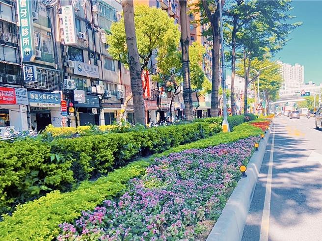 迎接圣诞节与2025年，新北市景观处于板桥区文化路及新站路中央分隔岛新植红花绿叶的四季秋海棠。（新北市景观处提供）