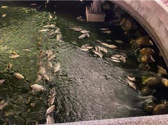 平安夜台中綠川驚見大量魚屍    市府推測這2種原因